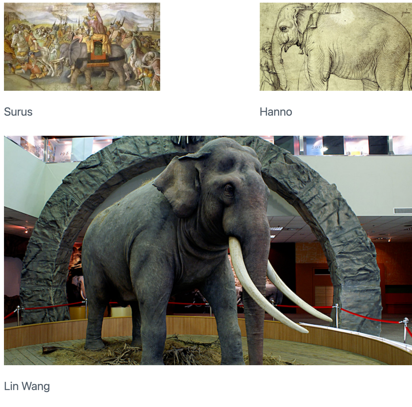 Three elephant pictures are arranged with two side-by-side in the first row, labeled 'Surus' on the left and 'Hanno' on the right, separated by whitespace. Below these, a larger image captioned 'Lin Wang' spans the combined width and height of the top row images.