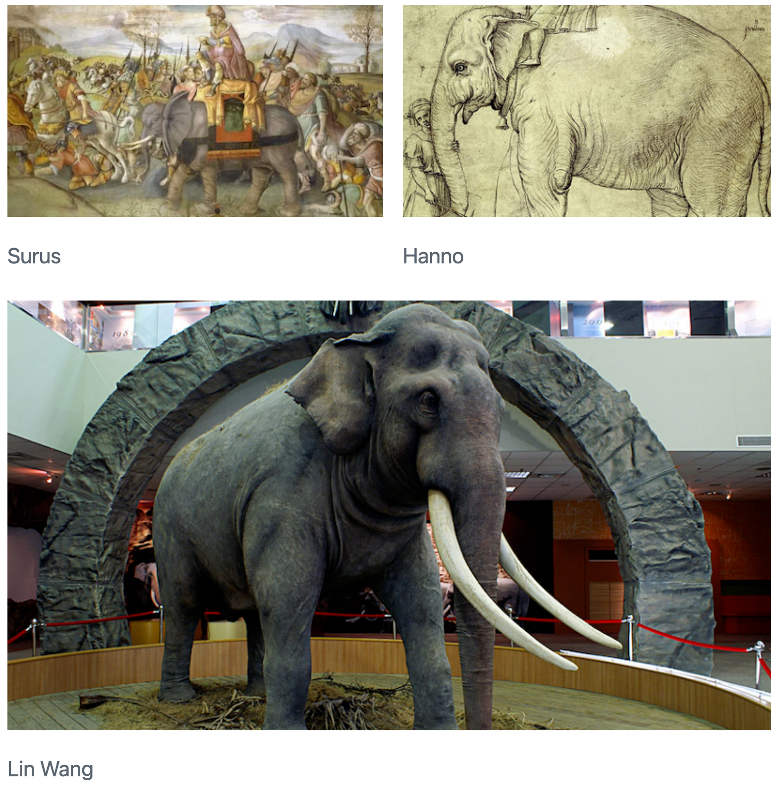 Three elephant images are displayed: two side-by-side on the top row, captioned 'Surus' and 'Hanno', with a third image, 'Lin Wang', directly below spanning the width of the first two.